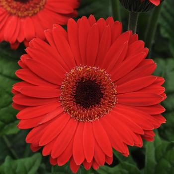 Gerbera jamesonii Revolution™ Bright Red Dark Eye