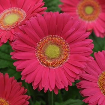 Gerbera jamesonii Revolution™ Bright Rose Light Eye