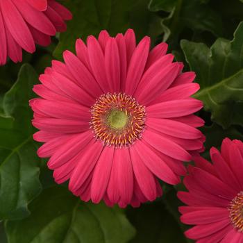 Gerbera jamesonii Revolution™ Deep Pink Light Eye