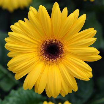 Gerbera jamesonii Revolution™ Golden Yellow Dark Eye