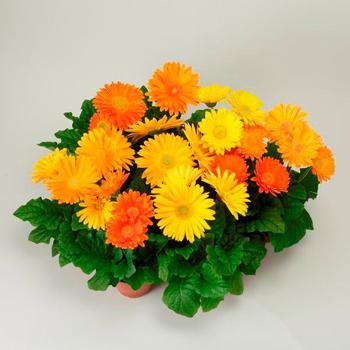 Gerbera jamesonii Revolution™ Harvest Brights