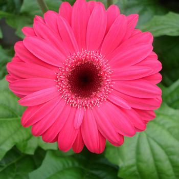 Gerbera jamesonii