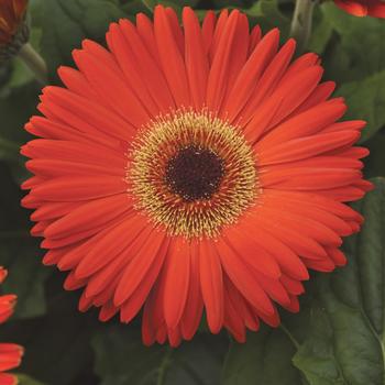 Gerbera jamesonii Revolution™ Deep Orange Dark Eye