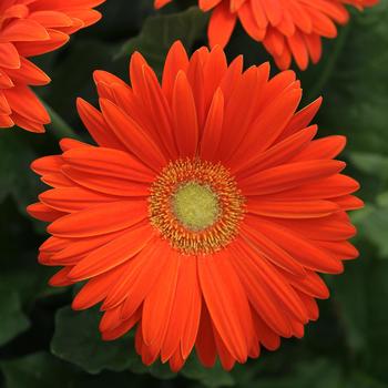 Gerbera jamesonii