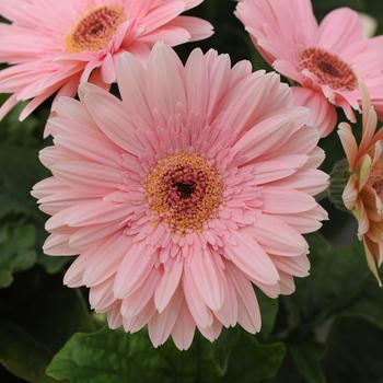 Gerbera jamesonii