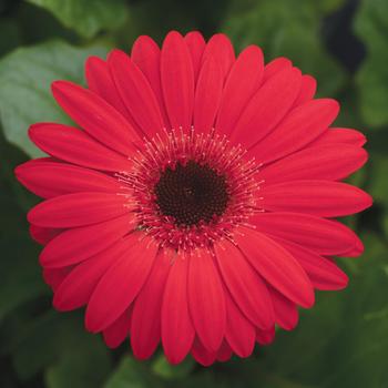 Gerbera jamesonii Revolution™ 'Red Dark Eye'