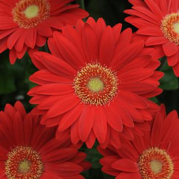 Gerbera jamesonii Revolution™ Red Light Eye