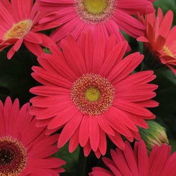 Gerbera jamesonii Revolution™ Rose Shades