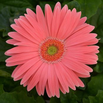 Gerbera jamesonii Revolution™ Salmon Shade Light Eye