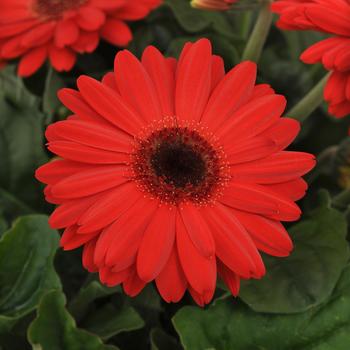 Gerbera jamesonii