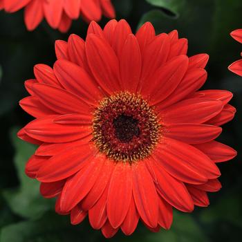 Gerbera jamesonii Revolution™ Scarlet Red Dark Eye