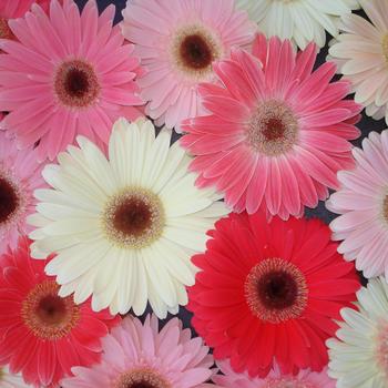 Gerbera jamesonii Revolution™ Spring Pastels