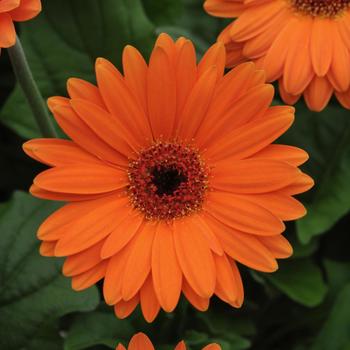 Gerbera jamesonii