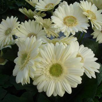 Gerbera jamesonii