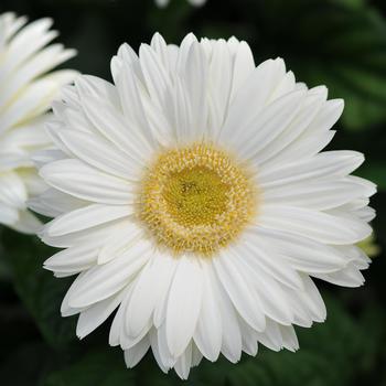 Gerbera jamesonii Revolution™ White Light Eye