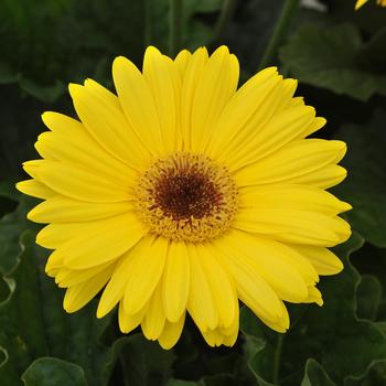 Gerbera jamesonii