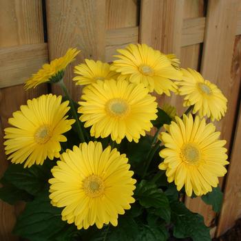 Gerbera jamesonii Revolution™ Yellow Light Eye