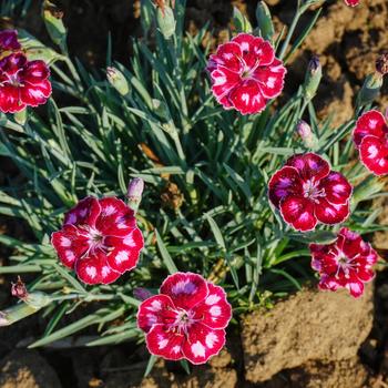 Dianthus Mountain Frost™ 'Ruby Glitter'