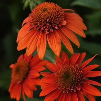 Echinacea Sombrero® 'Fiesta Orange'