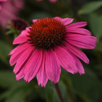 Echinacea Sombrero® 'Rosada'