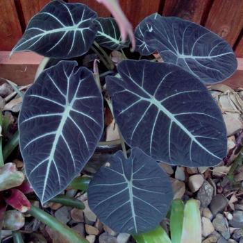 Alocasia reginula 'Black Velvet' 