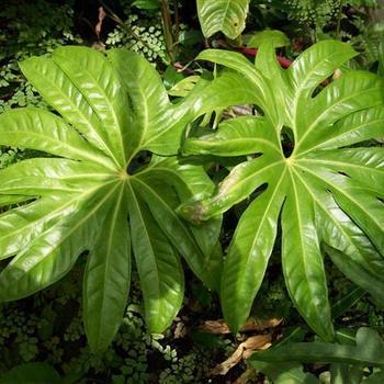 Anthurium pedatoradiatum