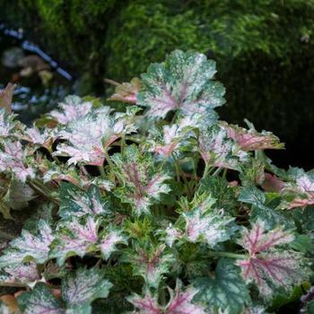 Heuchera 'Dew Drops' 