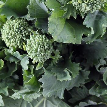 Brassica oleracea 'Spring Raab' 