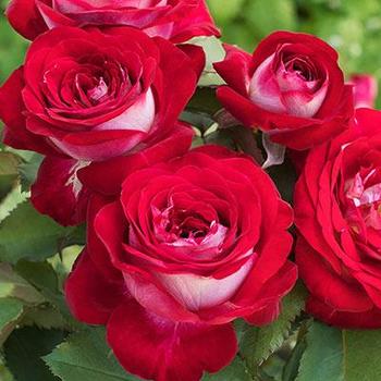 Rosa 'Love at First Sight' 