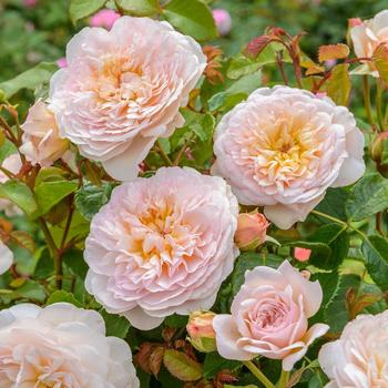 Rosa 'Emily Bronte' 