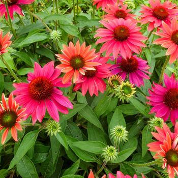 Echinacea Sombrero® 'Tres Amigos'