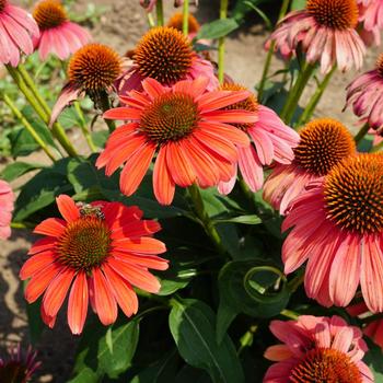 Echinacea 'Balsomotan' 