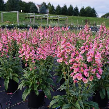 Digitalis 'Arctic Fox Rose'