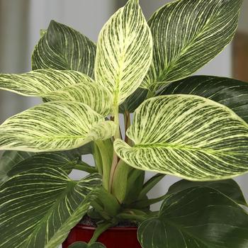 Philodendron 'Birkin' 