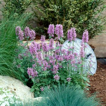 Agastache pallidiflora ssp. neomexicana 'Pink Pop'