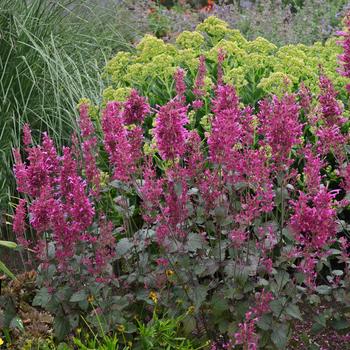 Agastache 'Bolero'