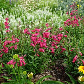 Penstemon 'Deep Rose' 