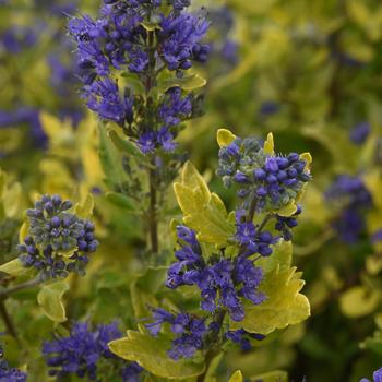 Caryopteris x clandonensis 'Gold Crest' PP32310
