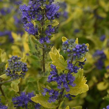 Caryopteris x clandonensis 'Gold Crest'