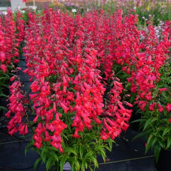 Penstemon 'Balquared' PP32296