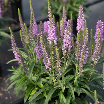 Veronica 'Novavermau' 