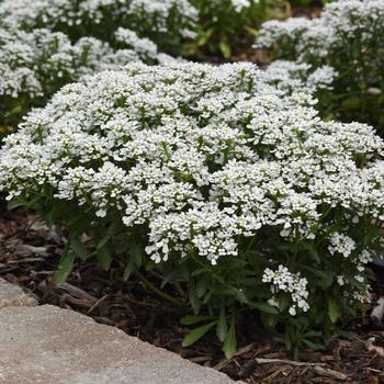 Iberis amara 'Summer Snowdrift' 