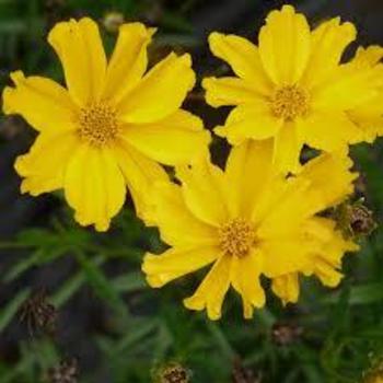 Coreopsis 'Goldilocks' 