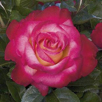 Rosa 'Dick Clark' PP23455