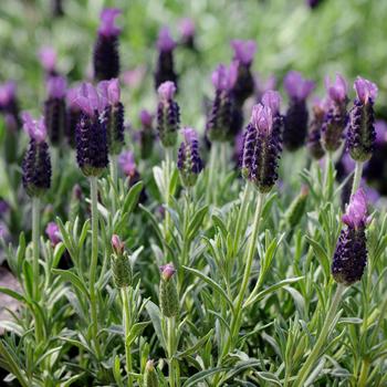 Lavandula stoechas 'Anouk' 