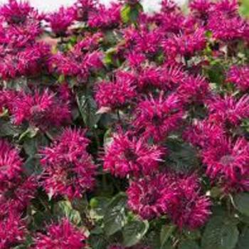 Monarda 'Bee True' 