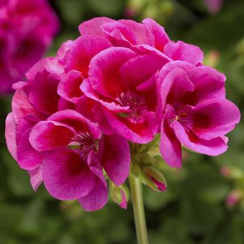 Pelargonium Calliope® Large 'Lavender Mega Splash'