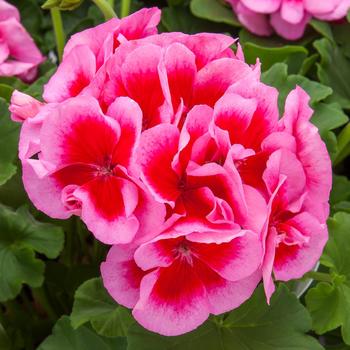 Pelargonium 'Rose Mega Splash' 