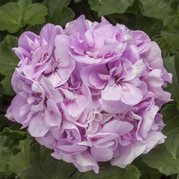 Pelargonium Calliope® Medium 'Light Lavender'