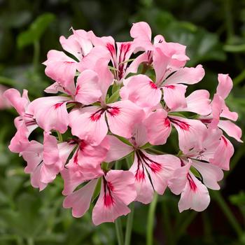 Pelargonium peltatum Cascade 'Appleblossom'